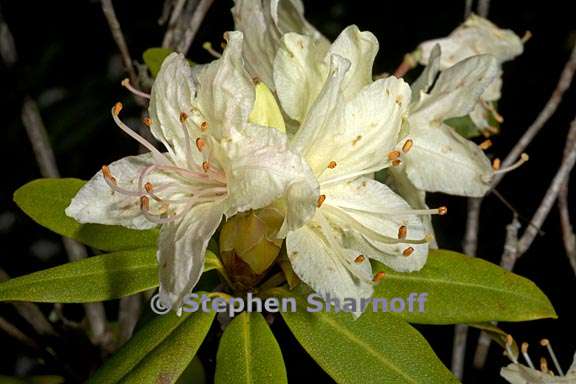 rhododendron keiskei var ozawae subsection triflora 4 graphic